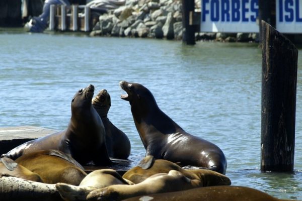 Sea Lions