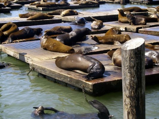 Sea Lions