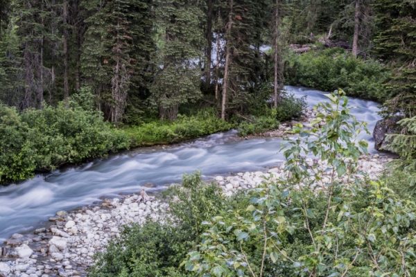 A stream flowing through a forest