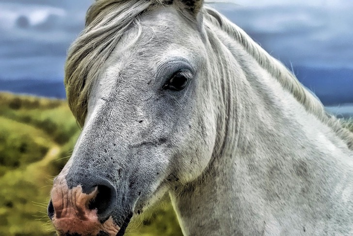 White horse head