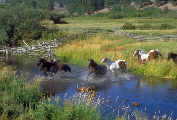 Horses crossing the river