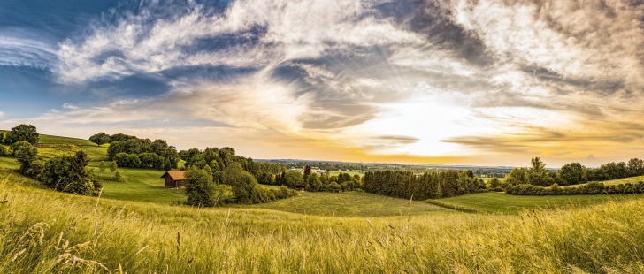 An amazing meadow