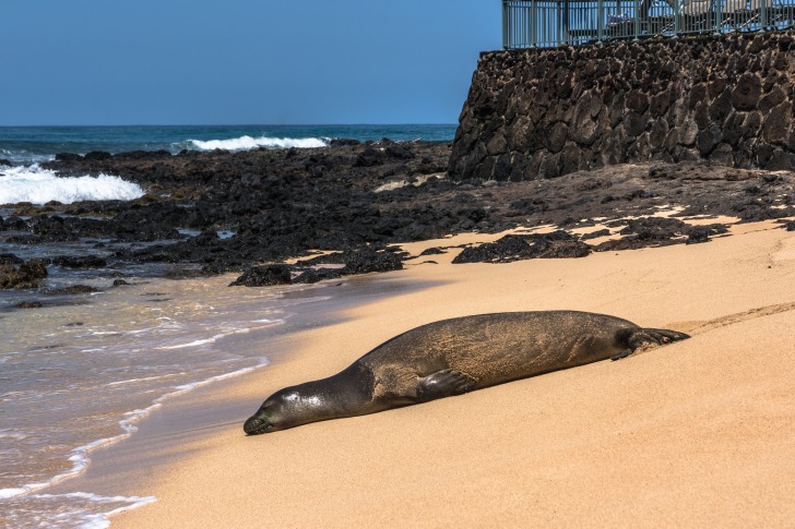 Poipu Beach Park