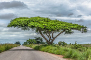 Malanje View of a Acacia tortilis tree on roadside, tropical landscape and van on the road as background, in Malange, Angola