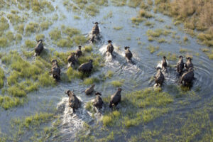 Kasane Buffalo herd in the Okavango Delta
