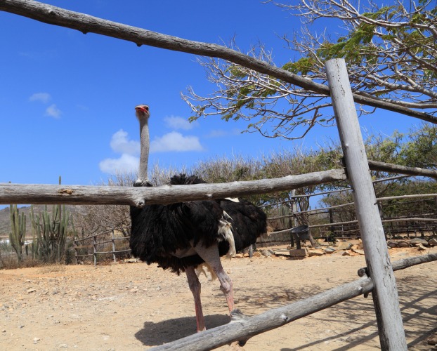 Ostrich Farm