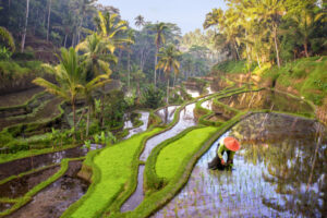 Rice field workers in Ubud Indonesia