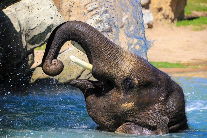 Denver Zoo