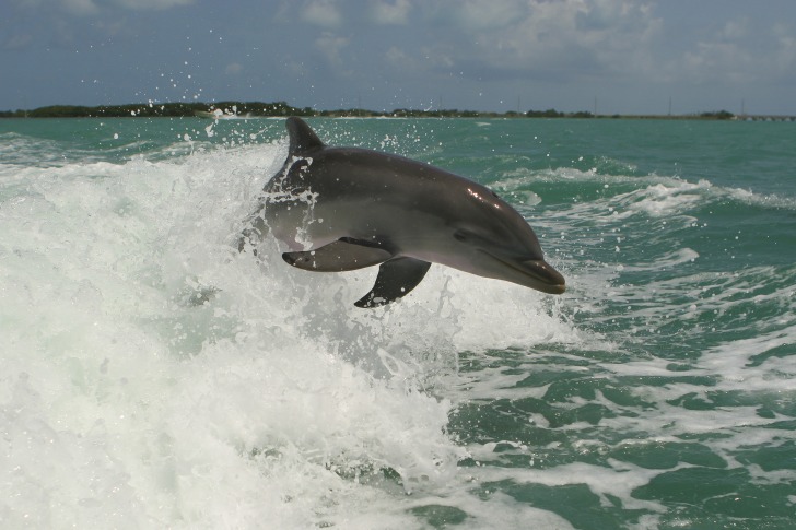 Dolphin Tour