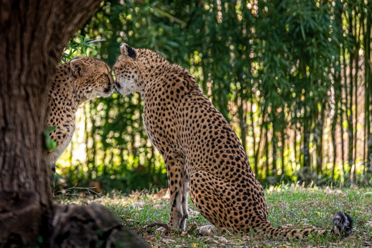 The St. Louis Zoo