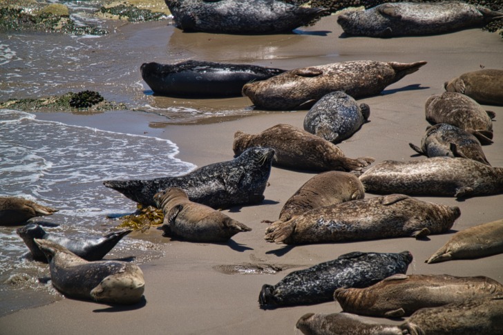 Carpinteria Harbor Seal Sanctuary