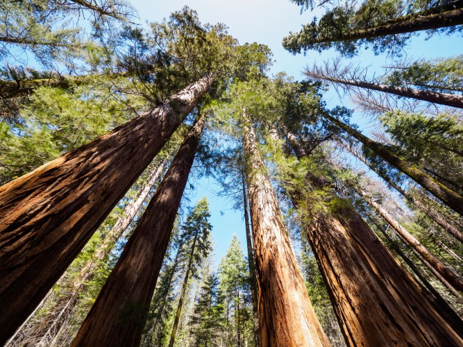 Mariposa Grove