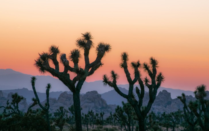 Joshua Tree National Park