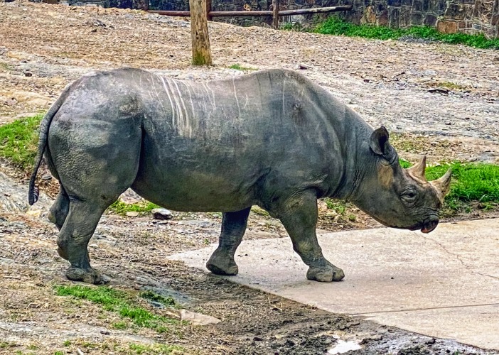 The Little Rock Zoo