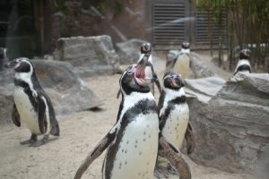 Zoo