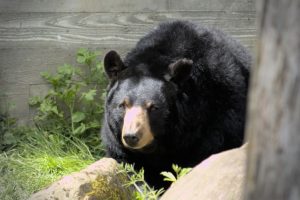 Zoo