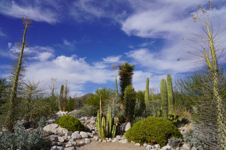 Tucson Botanical Gardens