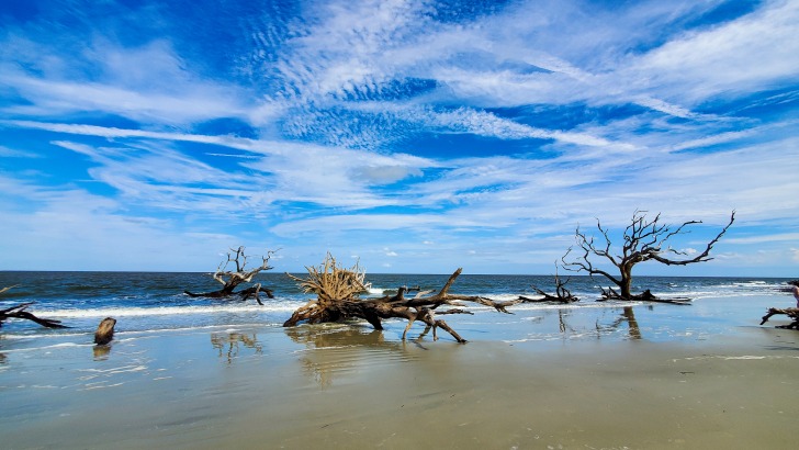 Driftwood Beach