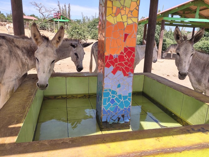 Aruba Donkey Sanctuary