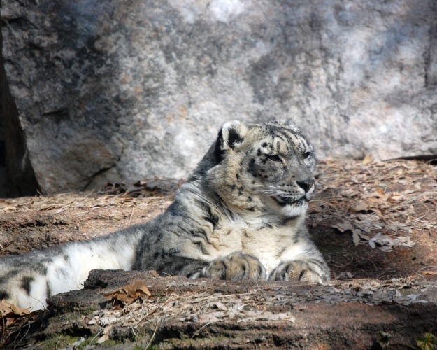 Zoo Boise 