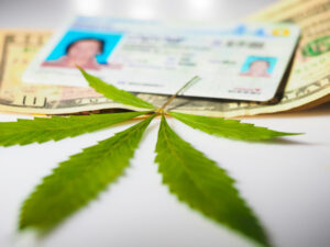 Driver's license and cannabis marijuana bumps.