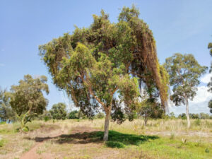 Muyinga Cuscuta, dodder, parasitic plant. Dodder plant climbs over the trees. Wild invasive creeper plant.