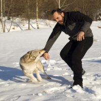 Aggressive Czechoslovakian wolf dog in a training of attack