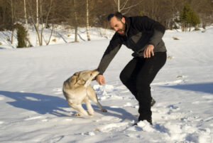 Aggressive Czechoslovakian wolf dog in a training of attack