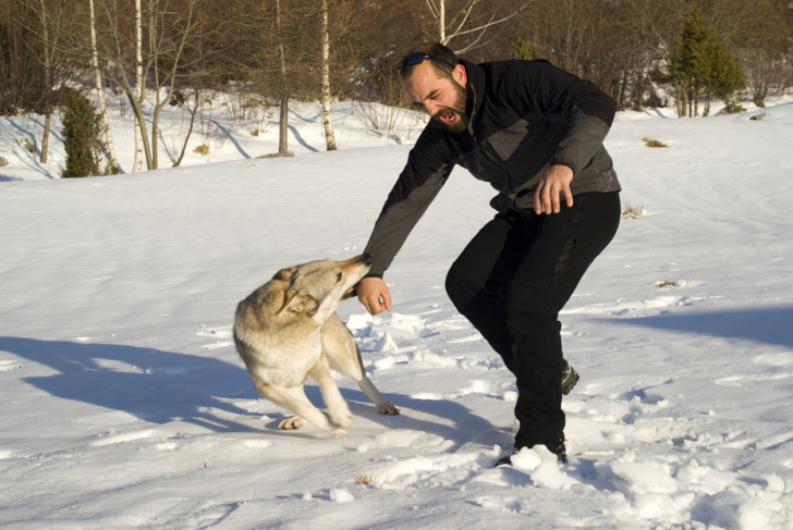 Aggressive Czechoslovakian wolf dog in a training of attack