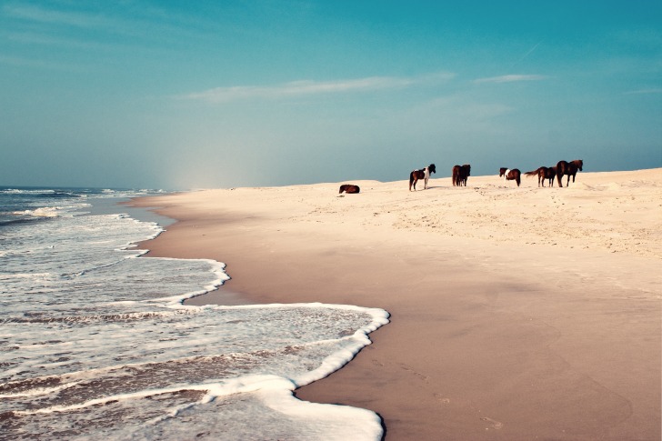 Assateague Beach