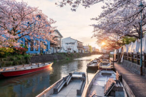 tourist boats and pink cherry blossom tunnel along river in Yanagawa Punting Kanko Kaihatsu at sunset, Fukuoka, Kyushu, Japan. Famous travel destination to cruising and sightseeing along river.