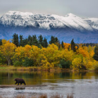A bear seeks salmon along the river edge with a beautiful fall background and winter looming