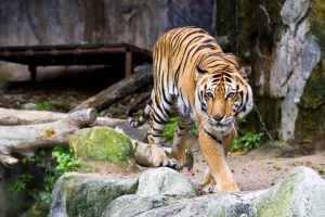 Zoo