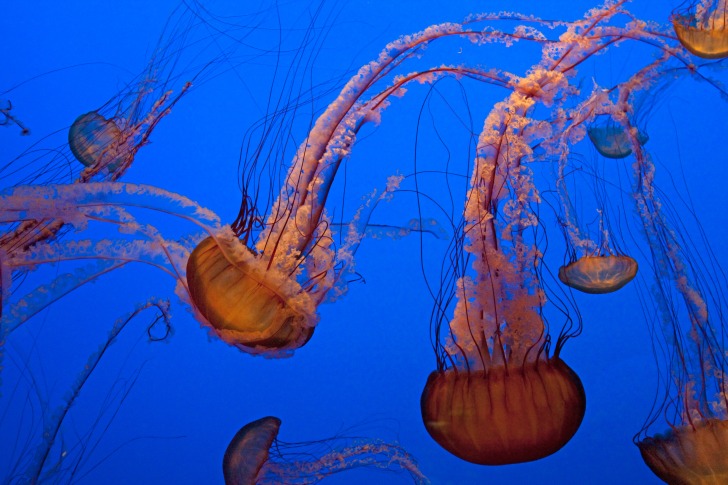 Monterey Bay Aquarium - Monterey, California