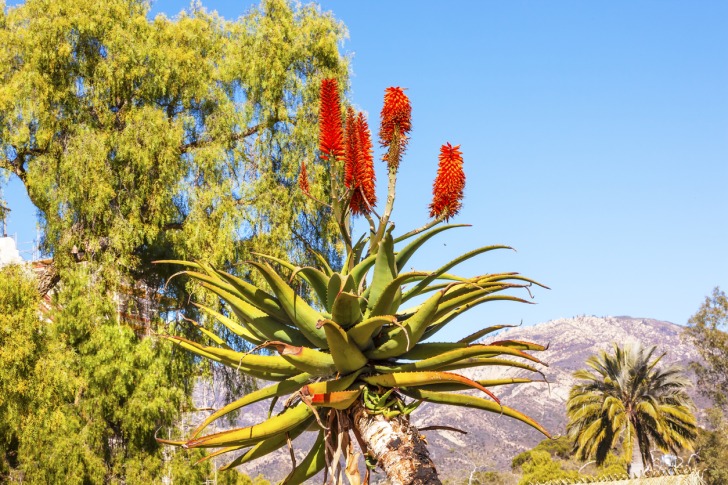 Santa Barbara Botanical Garden