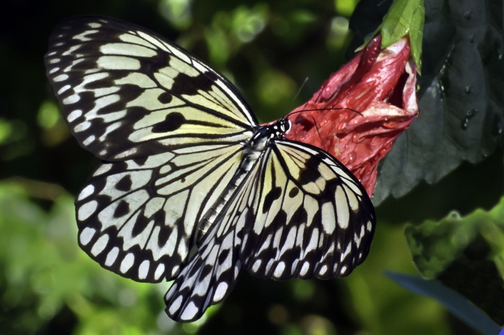 Aruba Butterfly Farm