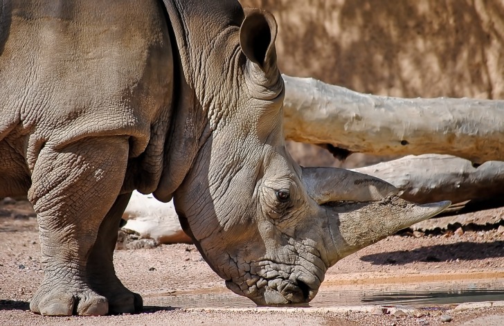 Phoenix Zoo