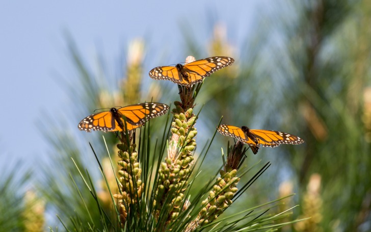 Monarch Butterfly Sanctuary