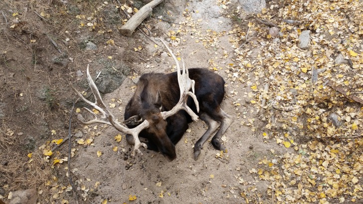 Cheyenne Mountain Zoo