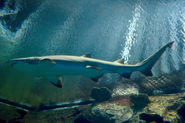 Shark Reef Aquarium