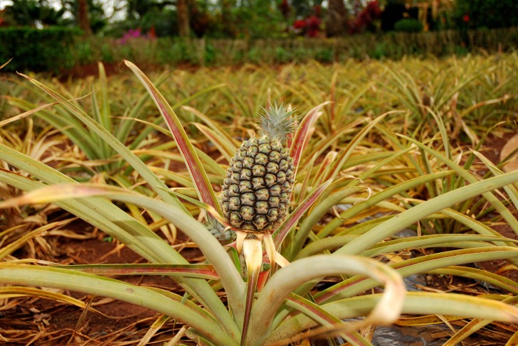 Dole Pineapple Plantation