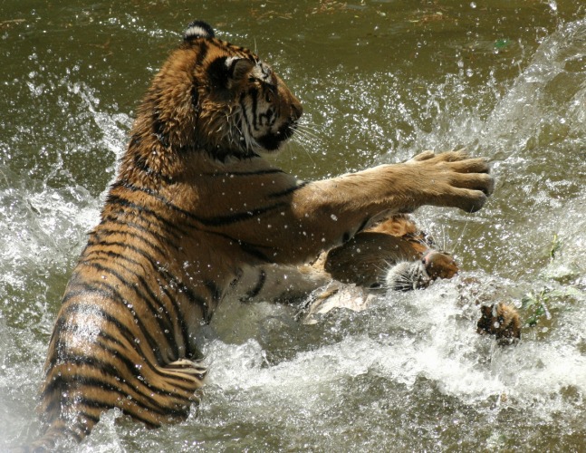 Philadelphia Zoo