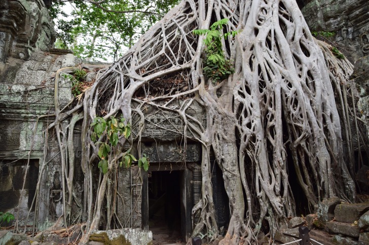 Tree root shelter