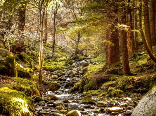 A stream hidden in the forest