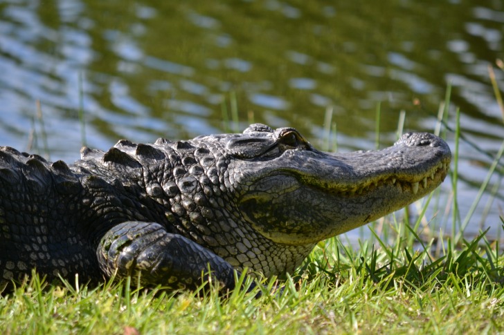 Alligator