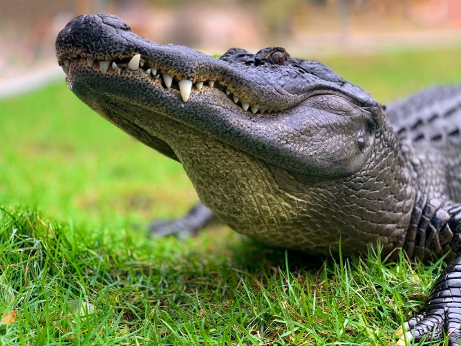 Alligator