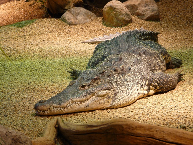 Alligator