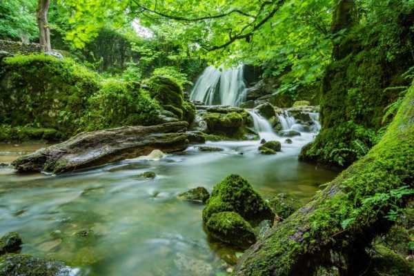 A river in the middle of the forest