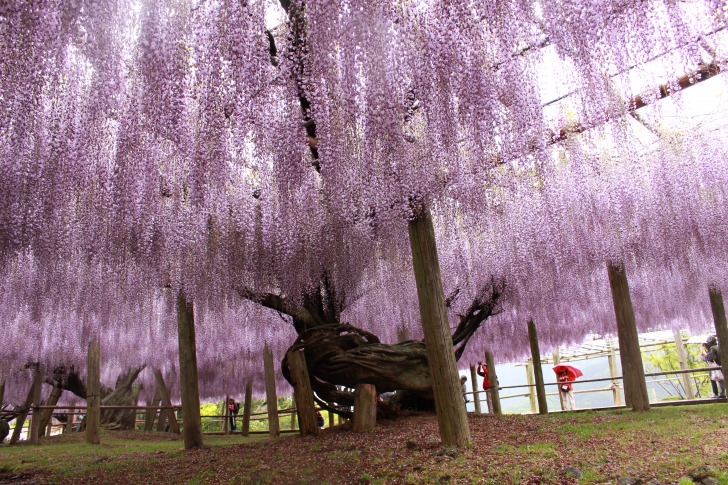 Fukuoka blooming tree 