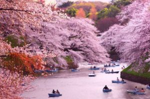 japan-cherry-blossom-river-boats